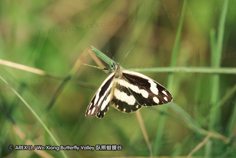140421_tembe_039.jpg