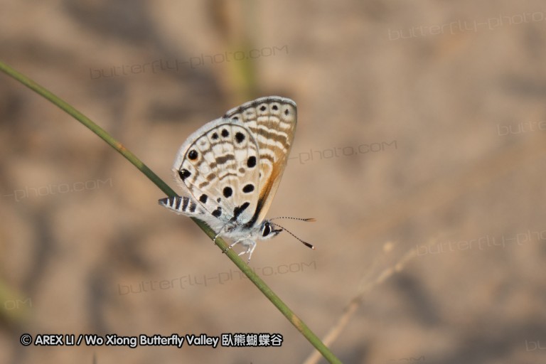 140422_tembe_007.jpg