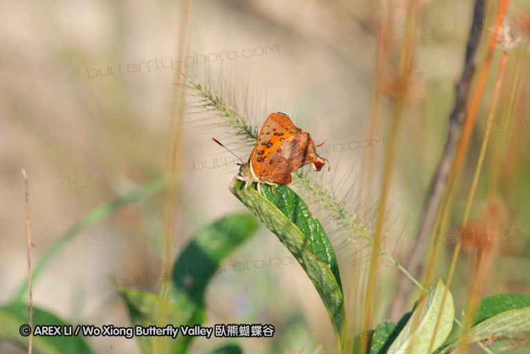 140422_tembe_035.jpg