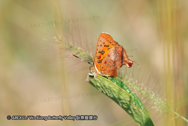 140422_tembe_036.jpg