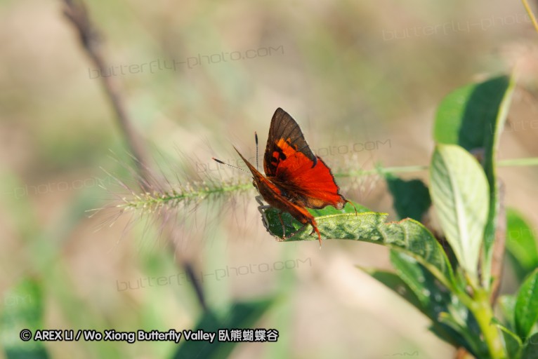 140422_tembe_037.jpg