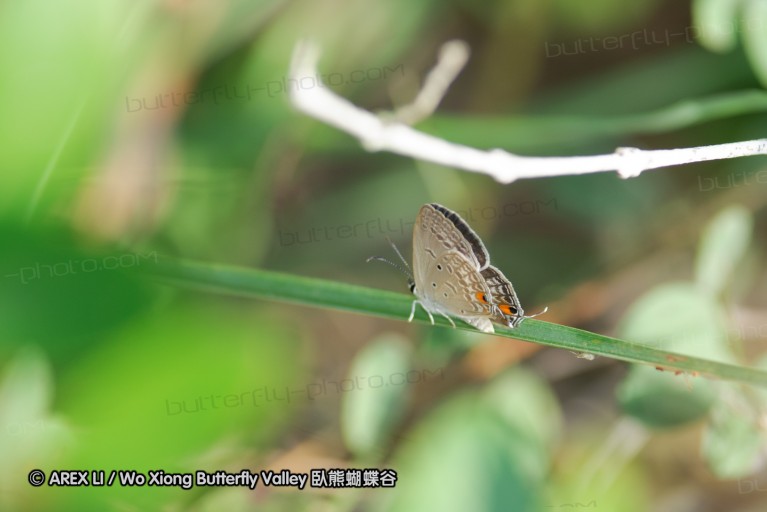 140422_tembe_044.jpg
