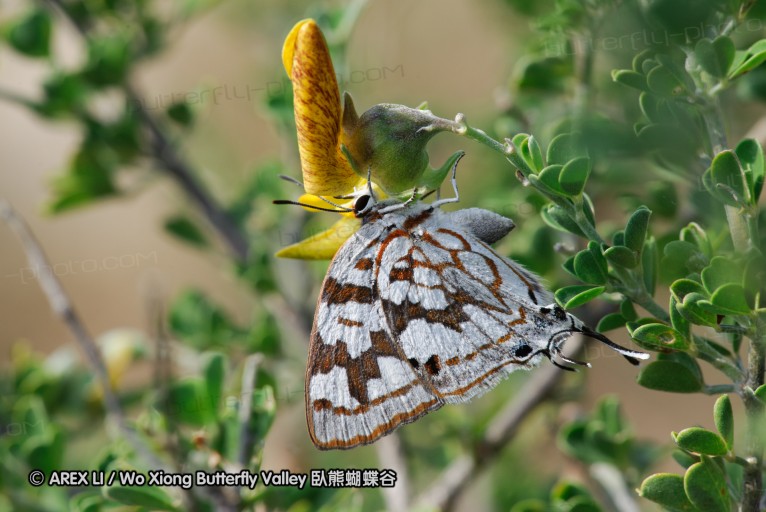 140422_tembe_076.jpg