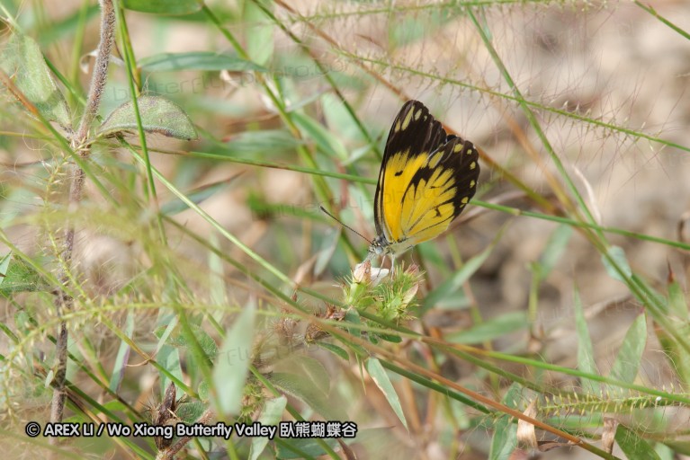 140422_tembe_080.jpg