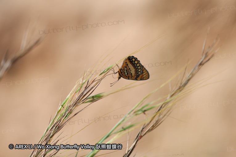 140422_tembe_086.jpg