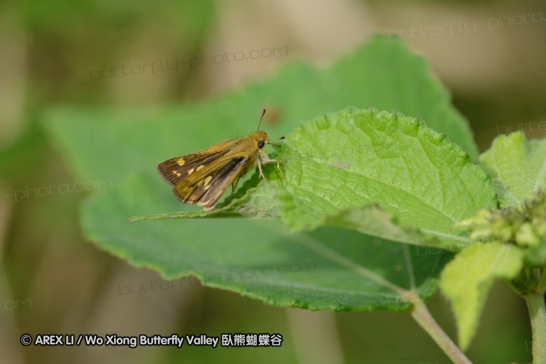 140423_manguzi_063.jpg