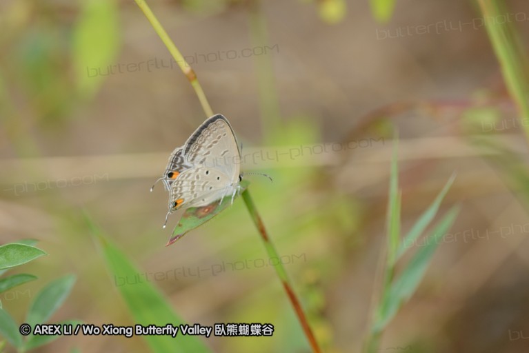 140423_manguzi_085.jpg