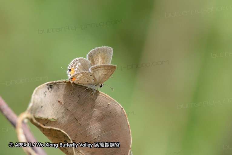 140423_manguzi_089.jpg