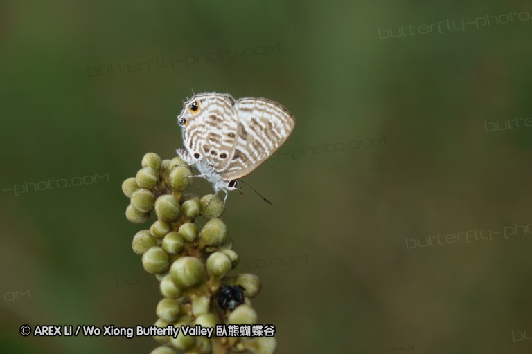 140423_manguzi_103.jpg