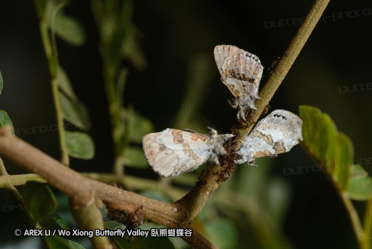 140423_manguzi_109.jpg