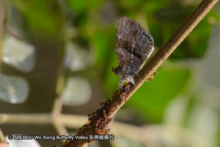 140423_manguzi_111.jpg