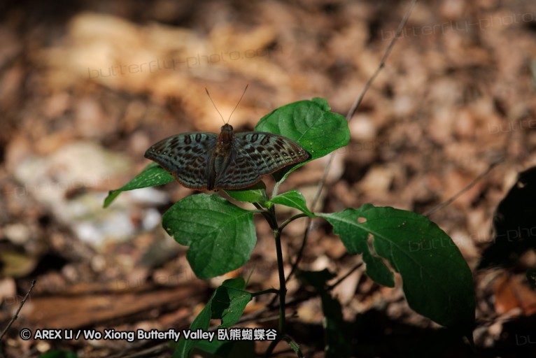 140424_manguzi_011.jpg
