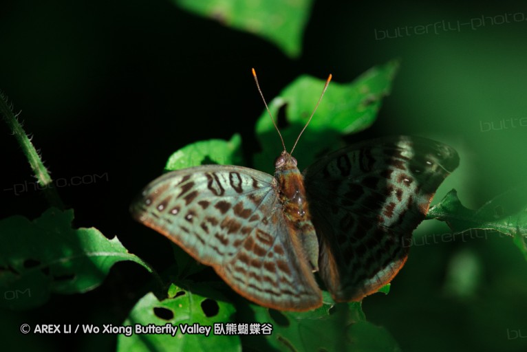 140424_manguzi_012.jpg