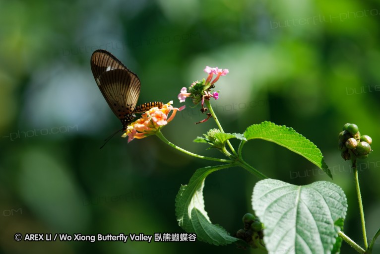140424_manguzi_018.jpg
