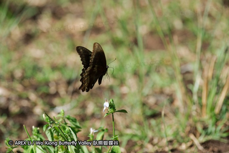 140425_falsebay_123.jpg
