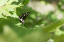 130520_heihe_055.jpg