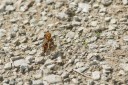 130521_heihe_015.jpg