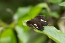 130928_sabah_028.jpg
