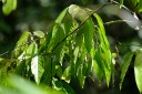 140201_snmanora_25.jpg