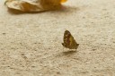 140309_chiangdao_116.jpg