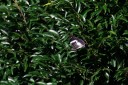 140418_eshowe_066.jpg