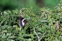 140418_eshowe_068.jpg