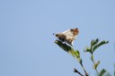 140418_eshowe_121.jpg