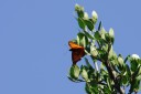 140418_eshowe_123.jpg