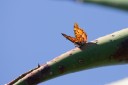 140418_eshowe_124.jpg