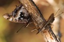 140418_eshowe_179.jpg