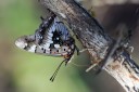 140418_eshowe_180.jpg