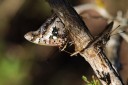 140418_eshowe_181.jpg