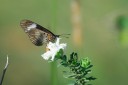 140419_ngoye_038.jpg