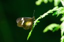 140419_ngoye_055.jpg