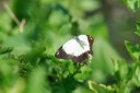 140420_hjohnson_109.jpg