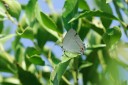 140420_hjohnson_175.jpg