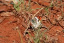 140421_hluhluwe_014.jpg