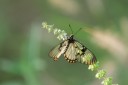 140421_tembe_022.jpg