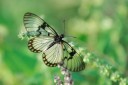 140421_tembe_024.jpg