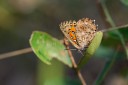 140422_tembe_025.jpg