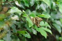 140422_tembe_033.jpg