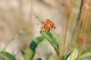 140422_tembe_035.jpg