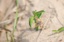 140422_tembe_042.jpg