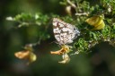 140422_tembe_074.jpg