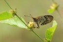 140422_tembe_091.jpg