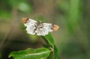 140422_tembe_093.jpg