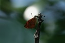 140424_tembe_038.jpg