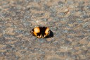 140425_falsebay_075.jpg