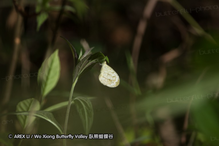 130316_nankunshan_42.jpg