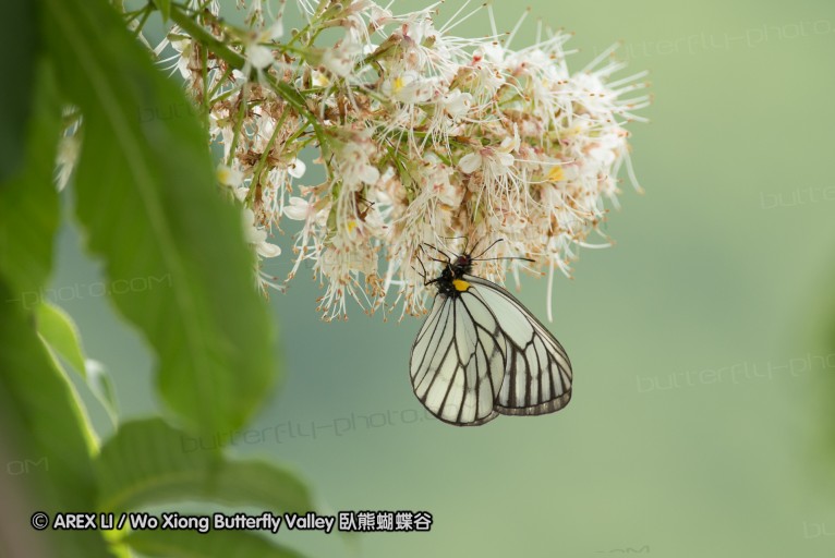 130524_ningshan_25.jpg